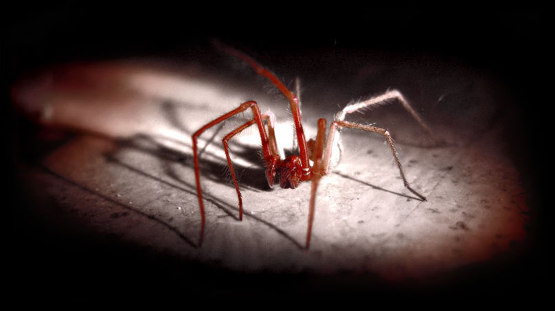 Photo of a large spider I found in my room